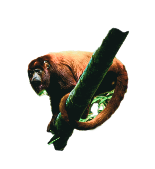monoaullador 1